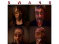 Swans 