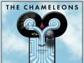 The Chameleons 