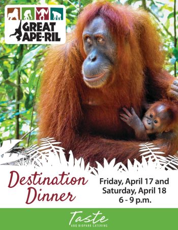 Destination Dinner Great Ape Ril Albuquerque Abq Biopark Zoo