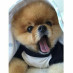 Animal Post Animal Post