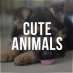 Cute Animals Cute Animals