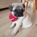 dogtwitte dogtwitte