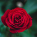Flower Flower