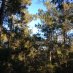 Forests 4 Climate 🌏 Forests 4 Climate 🌏