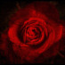 LadyReverb #HellNoJoe🌹🔥🏴 LadyReverb #HellNoJoe🌹🔥🏴