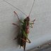 mortemys mortemys