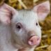 Libertarian Party Animal Rights Caucus Libertarian Party Animal Rights Caucus