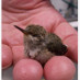 twobird twobird