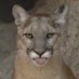 Mr. Puma ู Mr. Puma ู