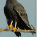 Bigblack Hawk Bigblack Hawk
