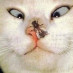 Shmoo Report Shmoo Report