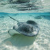 Sting Ray Sting Ray