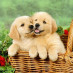 Adorable animals🐯 Adorable animals🐯