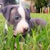 Pit Bulls Pit Bulls