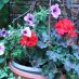 Lorraine Warmington Lorraine Warmington