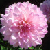 Diane Fortune Diane Fortune