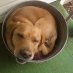 terriblezdog terriblezdog