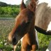 🌹The Horse Sayz🌹#NoMoreWar 🌹The Horse Sayz🌹#NoMoreWar