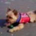 MaggieHeroDog MaggieHeroDog