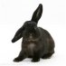 Bunkunin, Insurgent Bunny Bunkunin, Insurgent Bunny