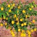 Lemon Politics #StandUp4Brexit #Wto Lemon Politics #StandUp4Brexit #Wto