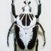 nanotoy nanotoy