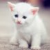 Cat Team Cat Team