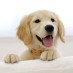 Daily Pet Animals Daily Pet Animals