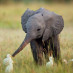 Baby Animals Baby Animals