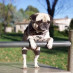 cutepugs #Mgwv cutepugs #Mgwv
