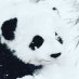 Pups Panda 🐼 🐻 Pups Panda 🐼 🐻