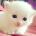 Cute Animal Cute Animal