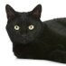 Animalzoo_ Animalzoo_