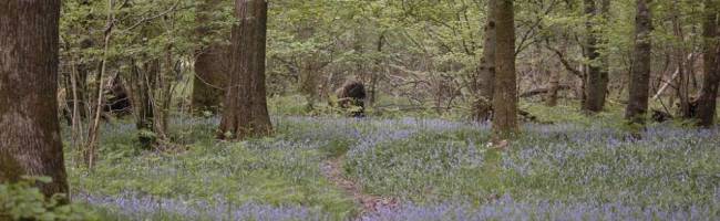 The Animals of Bluebell Wood
