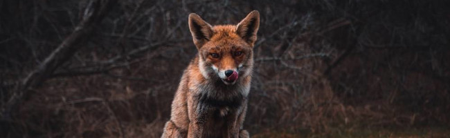 A fox looking at the camera and licking its lips.