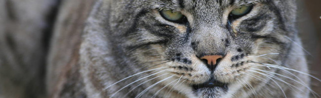 Storium Warriors Roleplay 6 Future Windclan A Clan In Peril