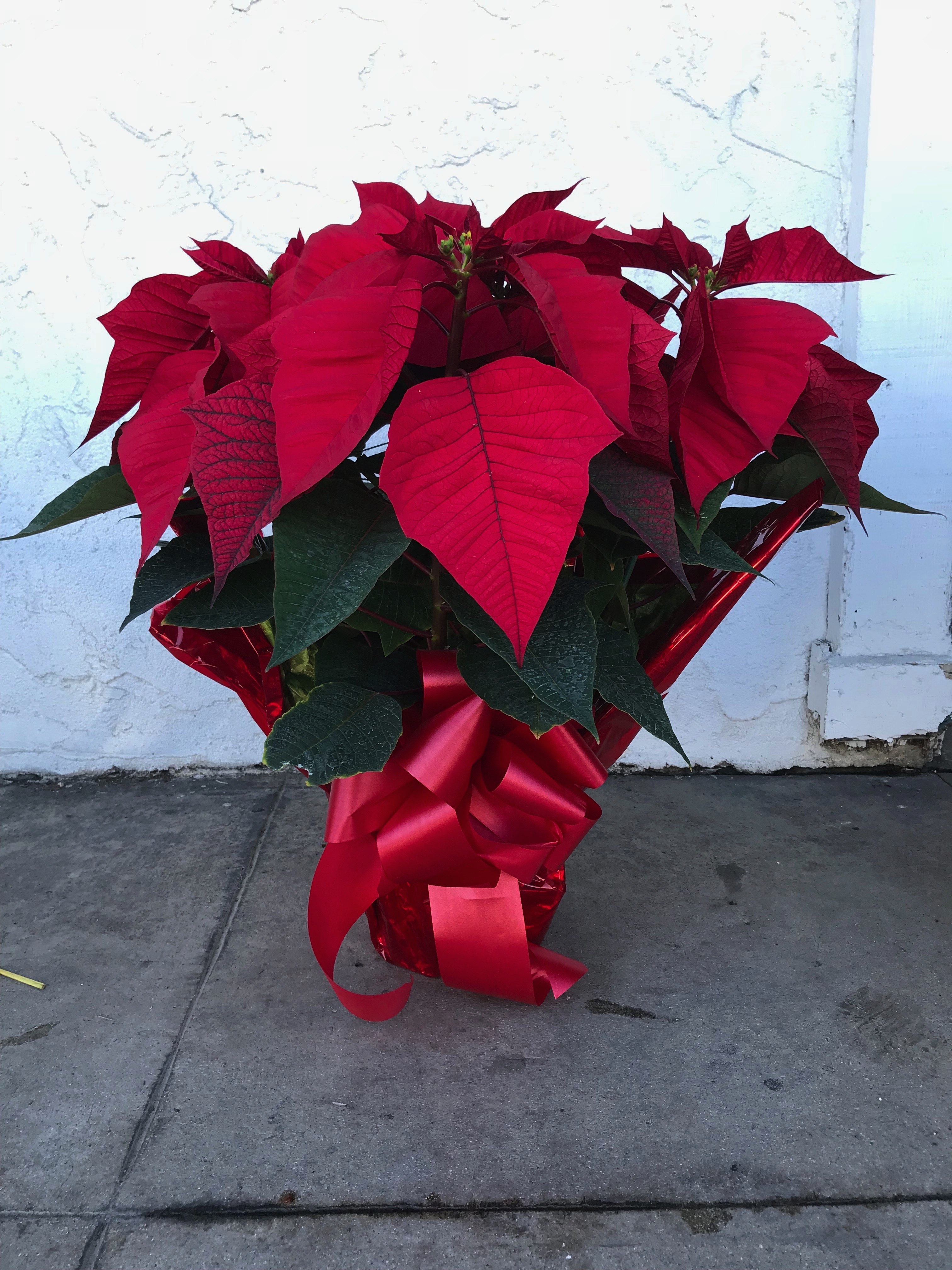 Send 5 Plants in pot - Poinsettia in North Hollywood, Toluca Lake, CA -  Toluca Lake Florist