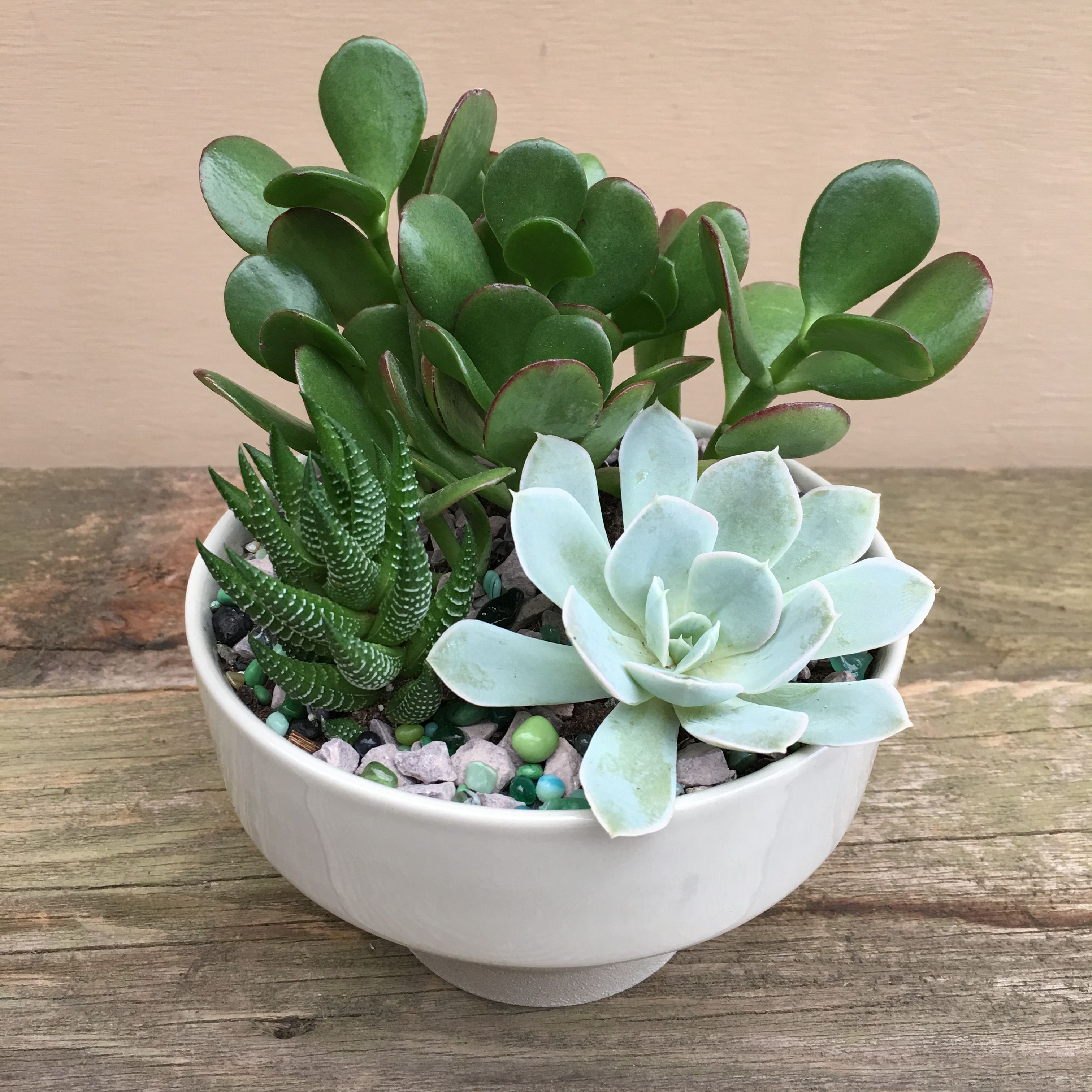 Succulent Garden Finleyville Pa Florist