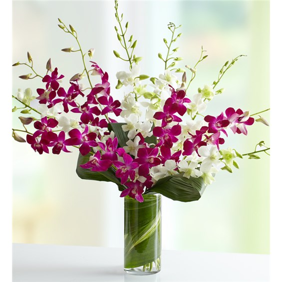 Orchids Embrace Brickell Fl Florist