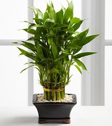 Send Lucky Bamboo Plant in Charlotte, NC - Flowers of Charlotte