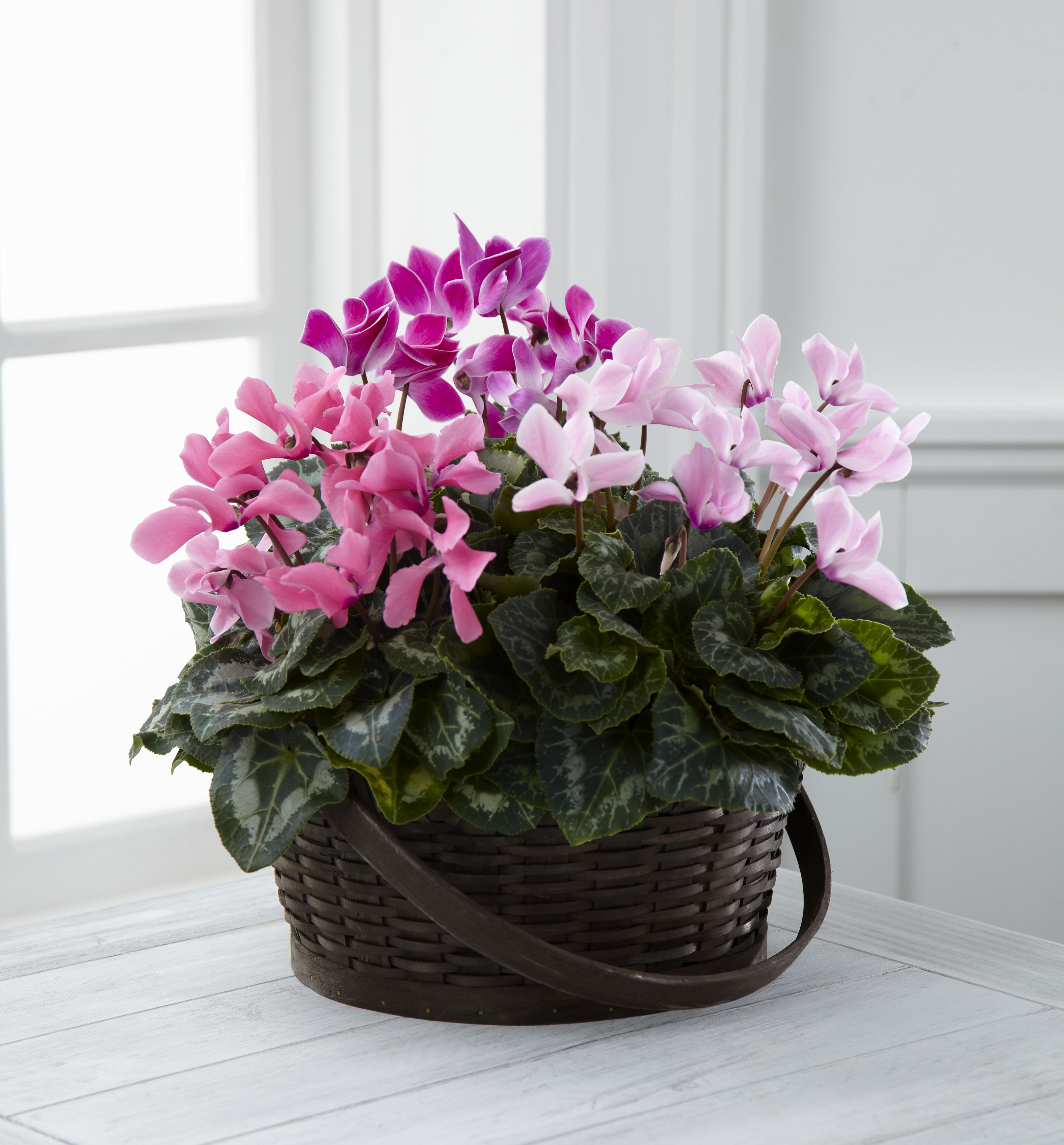 Cyclamen Basket