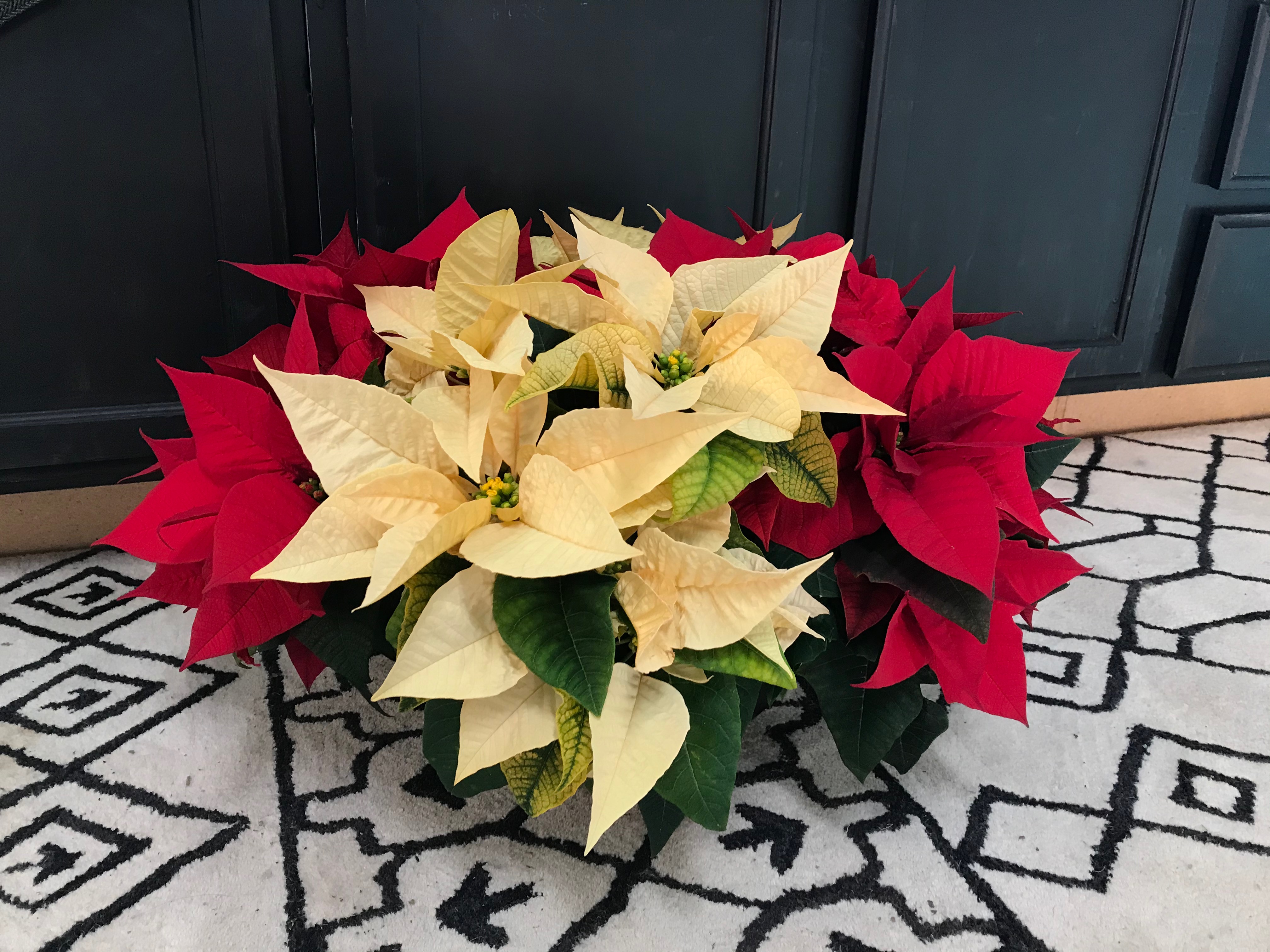 Quincy Il Flower Delivery Best Flower Site