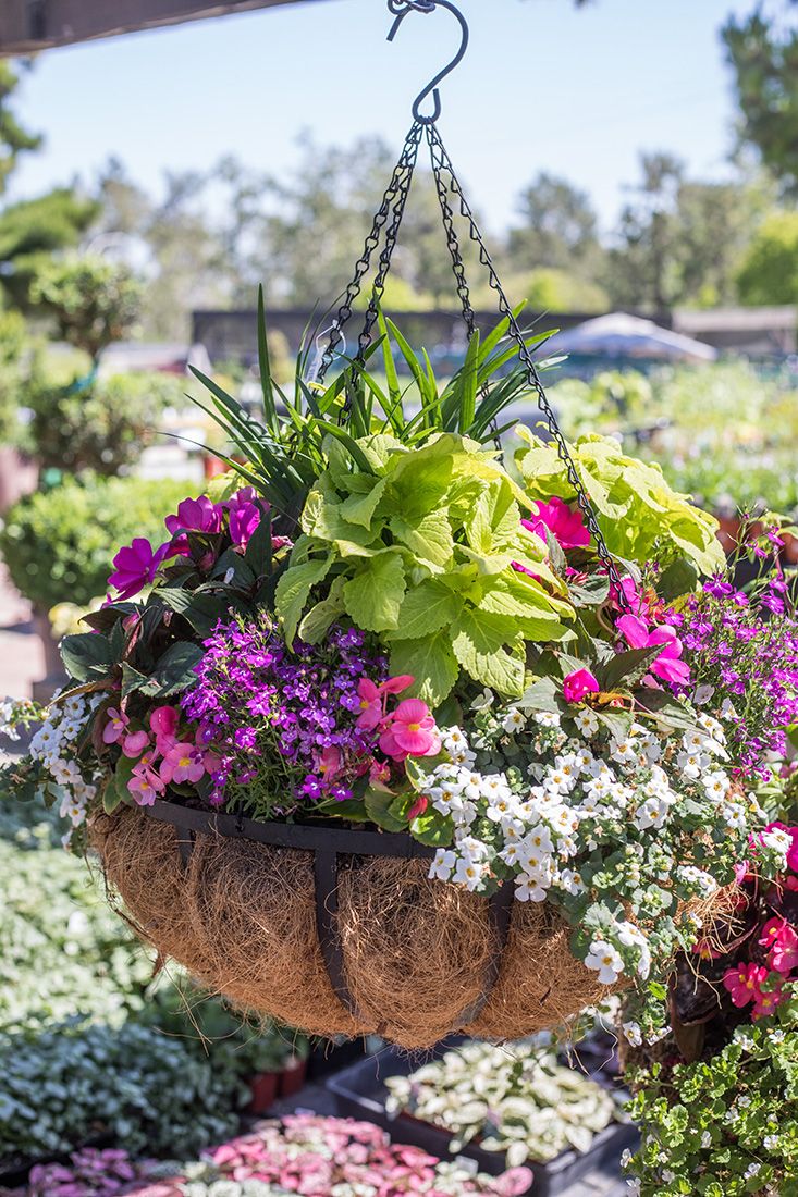 14" Premium Combo Moss Outdoor Hanging Basket