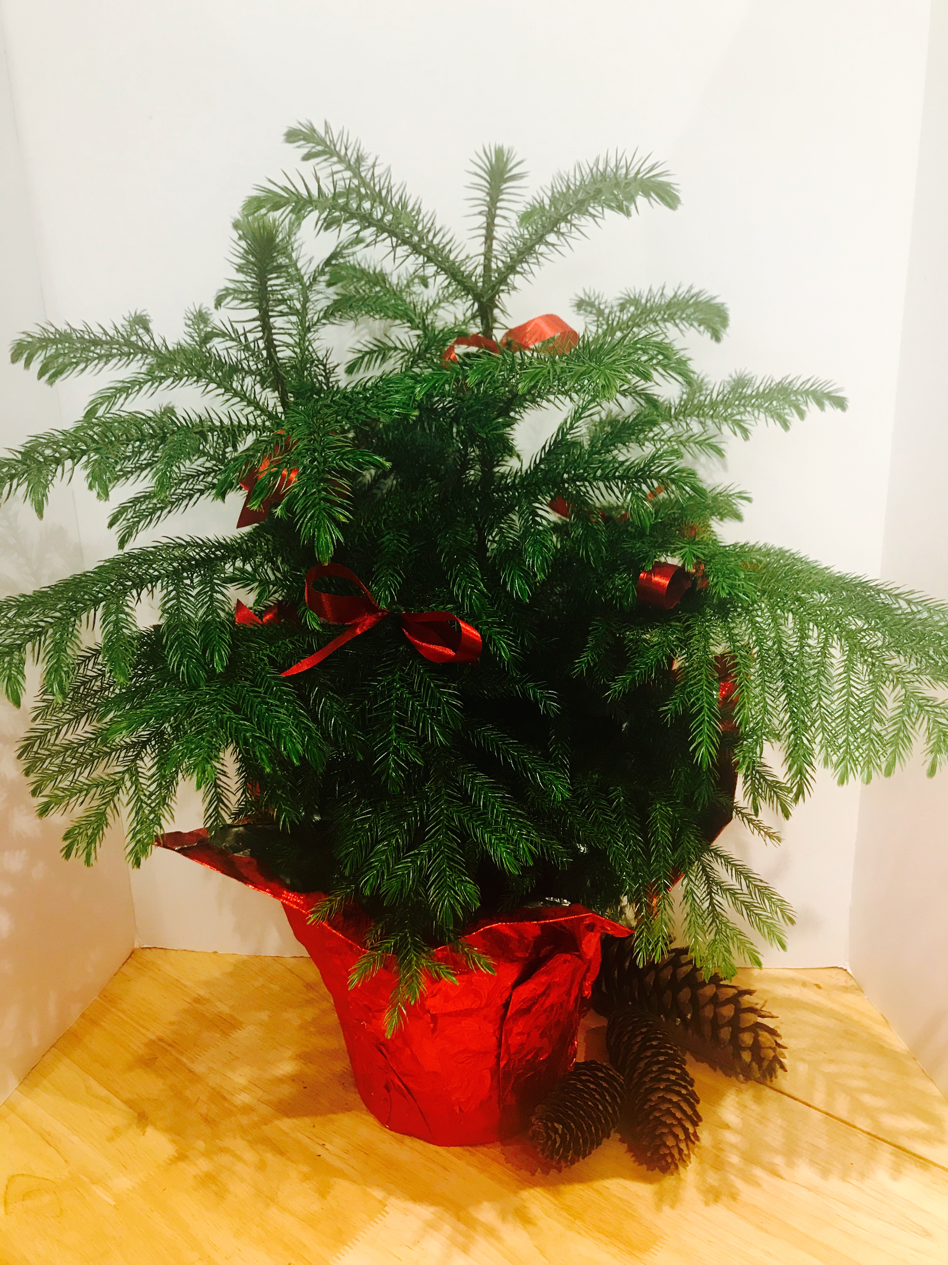 Jennings Norfolk Pine Tree Victoria Florist