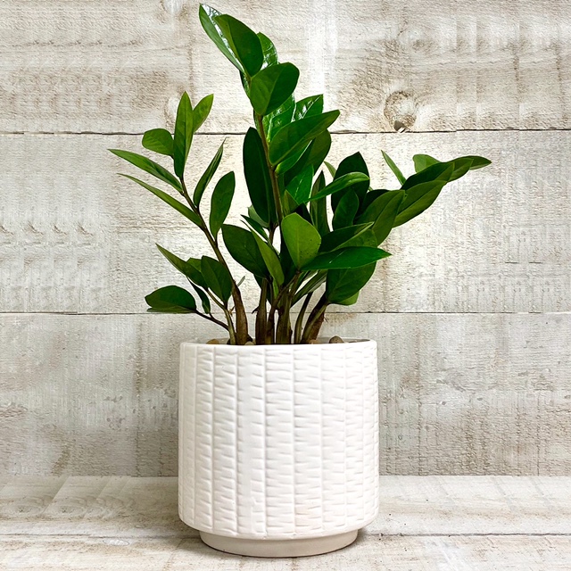 spider vine plant Curly Spider Plant 'Bonnie' for Sale