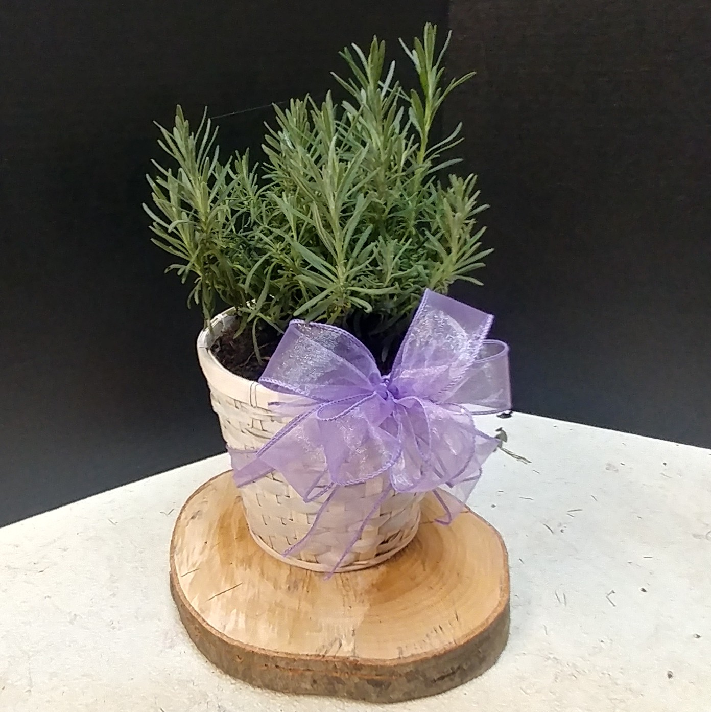 Send Living Lavender in Midlothian, Charter Colony, VA - Pandora's Posies