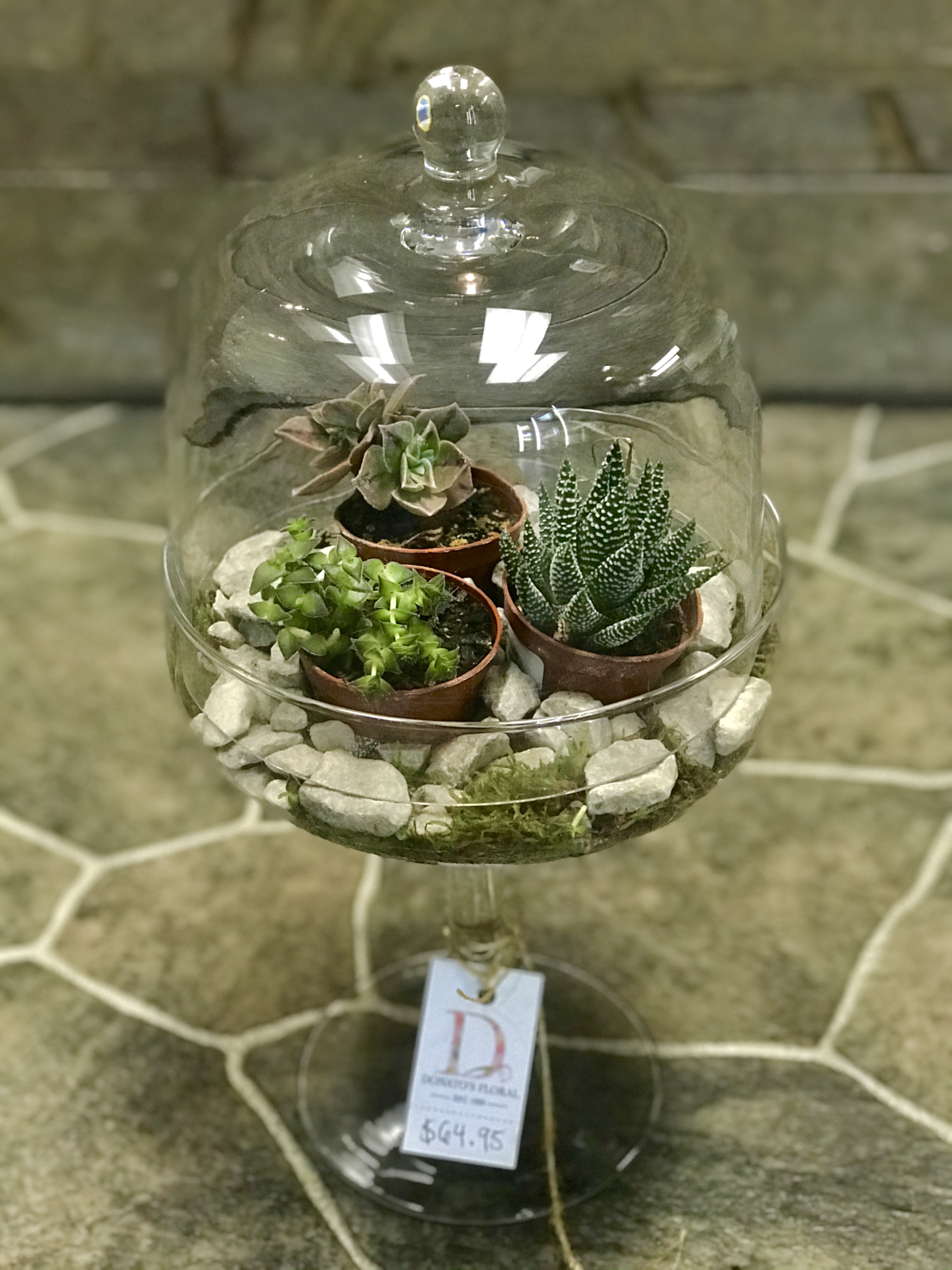 Do It Yourself Succulent Terrarium Kit - Send to Maple Grove, Twin Cities,  Minneapolis-St Paul, MN Today!