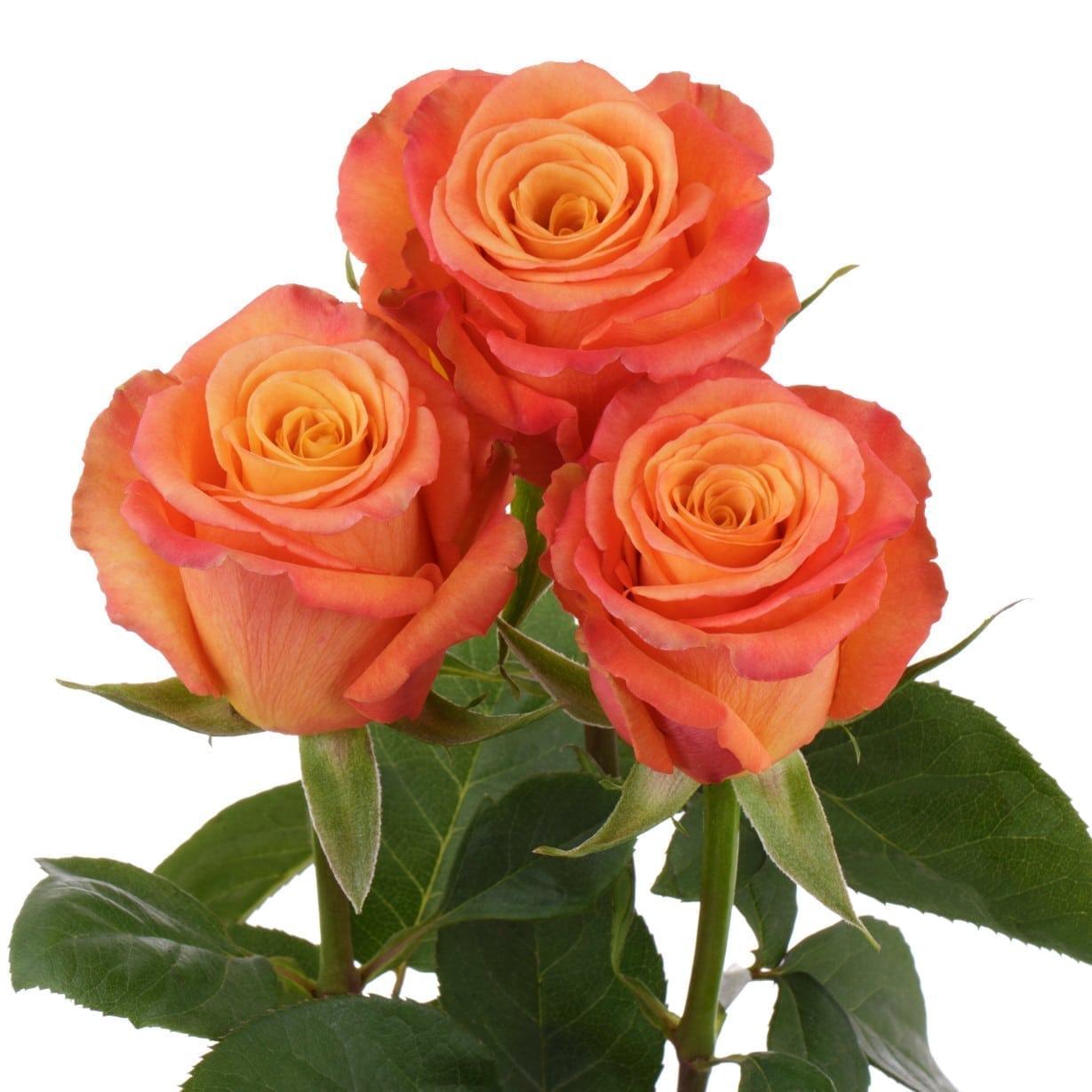 Orange Rose Deal