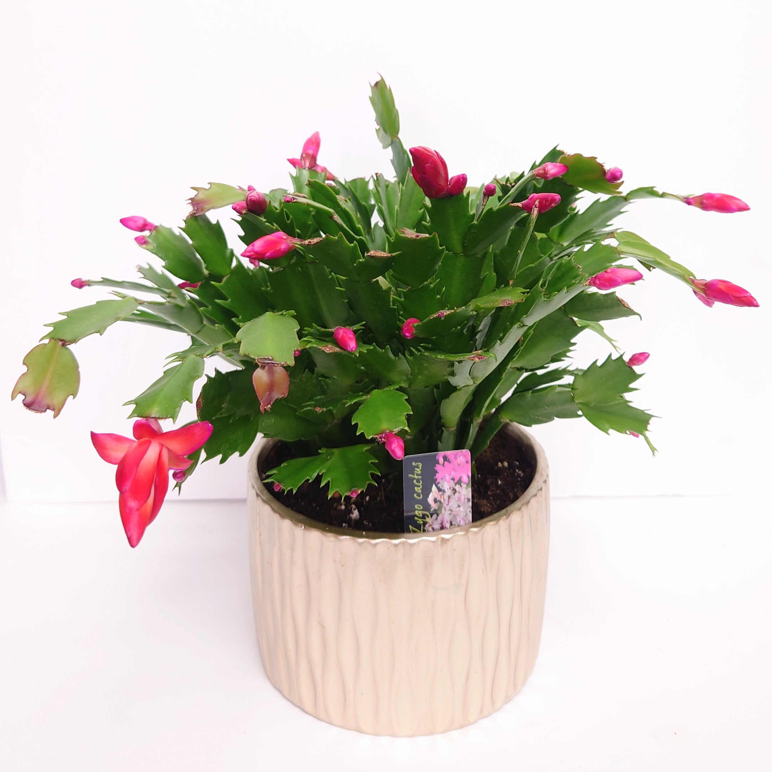 Christmas cactus of the florist's choice