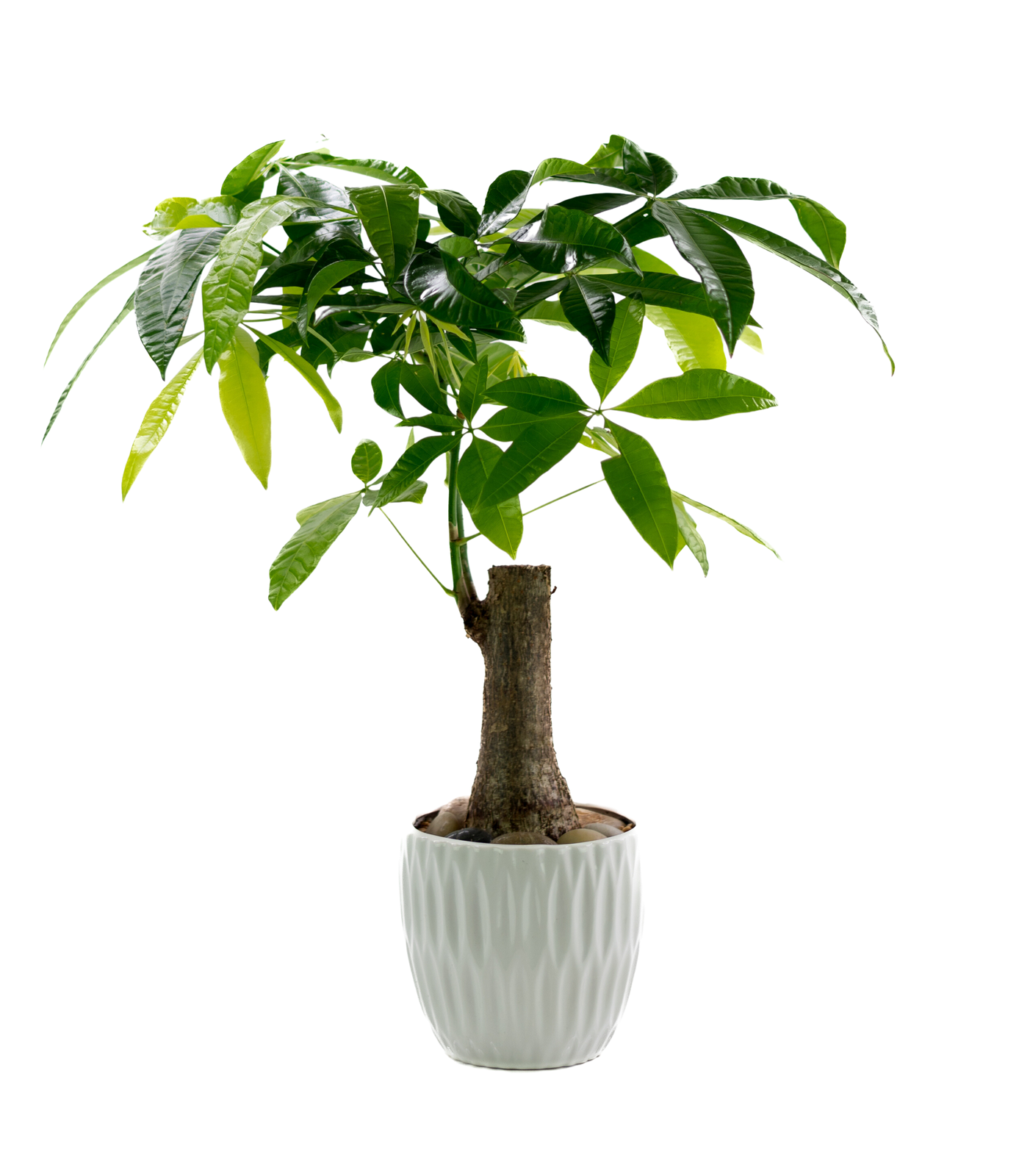 money plant feng shui Feng Shui Party Pack | Tropical Indoor Plants & Houseplants for Delivery